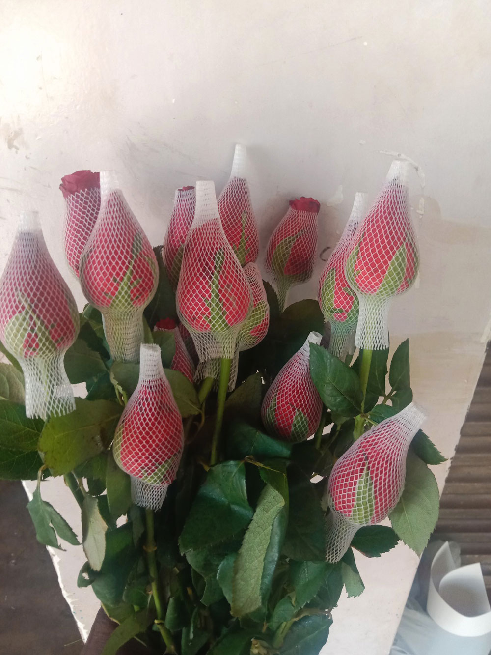 Fresh Red Cut Rose Buds (Single Stem)